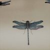 dragonfly clark